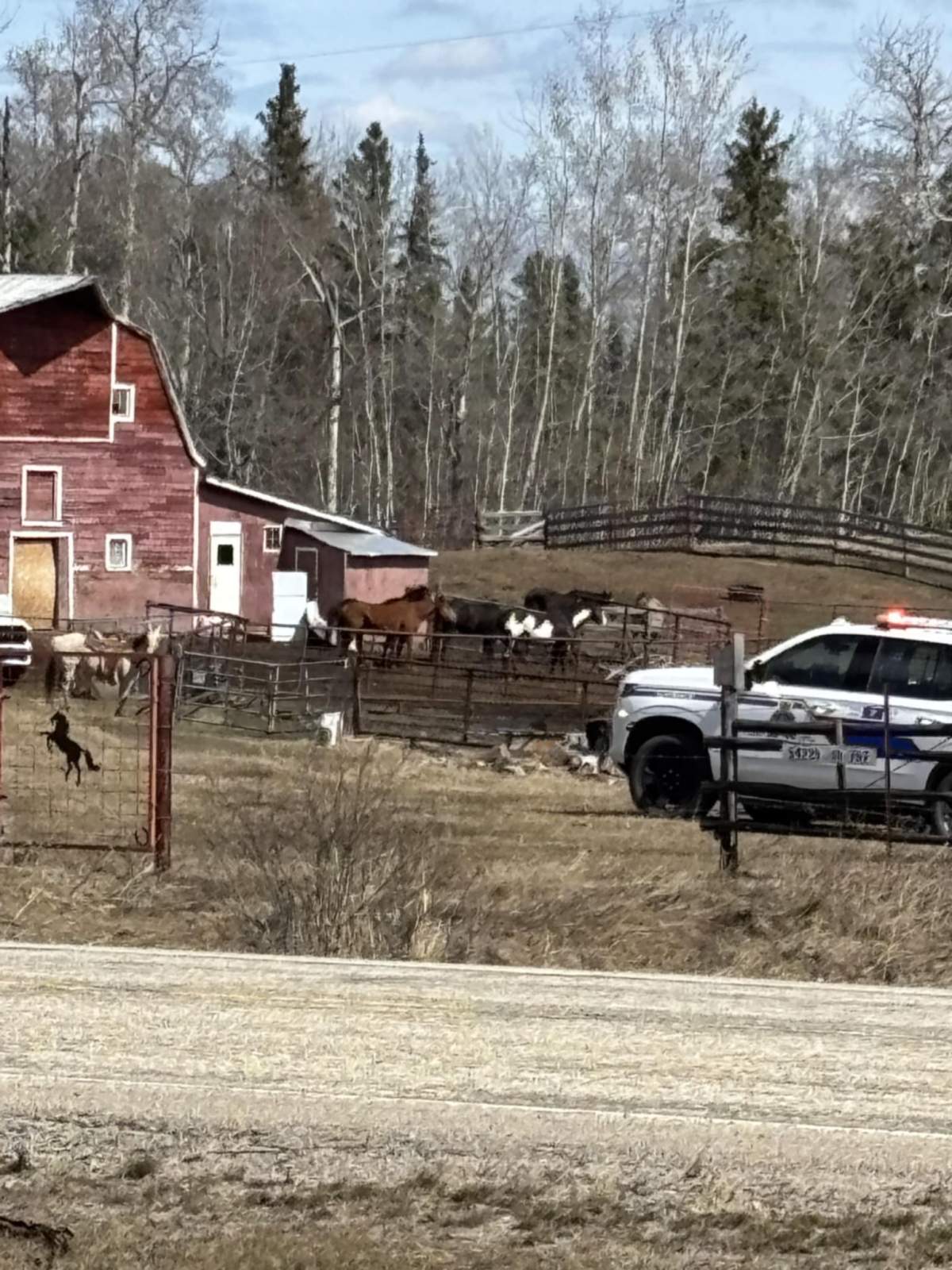 RCMP and Alberta SPCA members seizing horses from Patricia Moore's property in Parkland County on April 14, 2025.