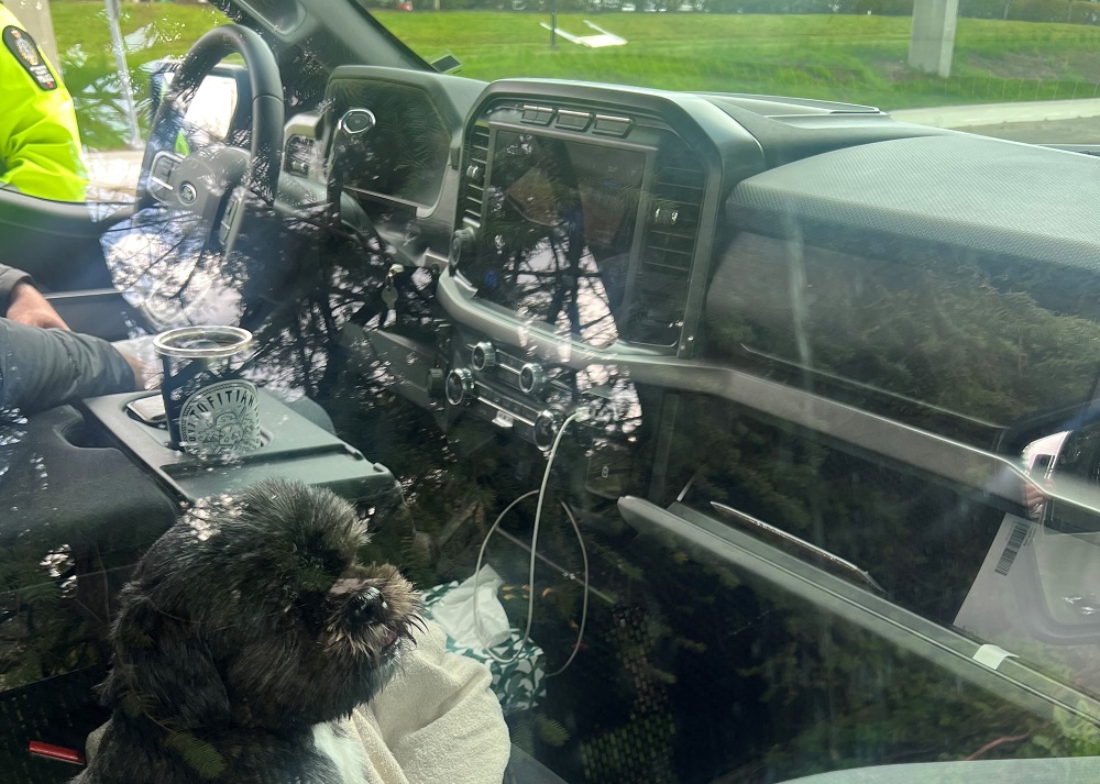 The dog sitting on the passenger seat after his owner was pulled over for driving with the dog on his lap.