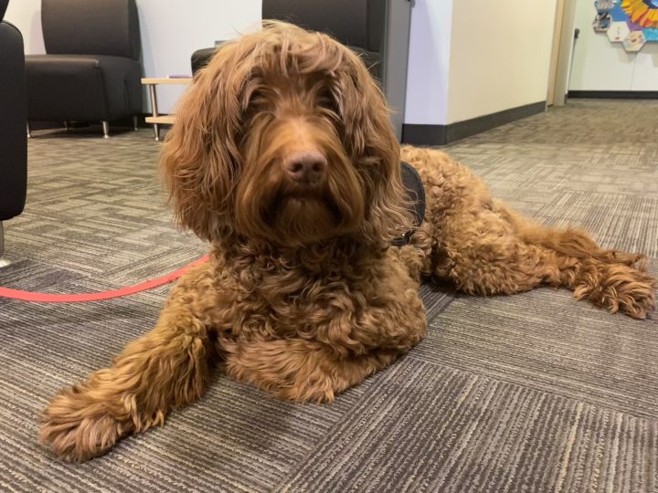 От есента на 2014 г куче на име Флин е