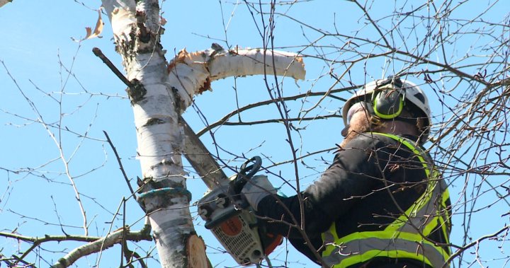 Experts, wood exporters try to tally trees lost during Ontario ice storm