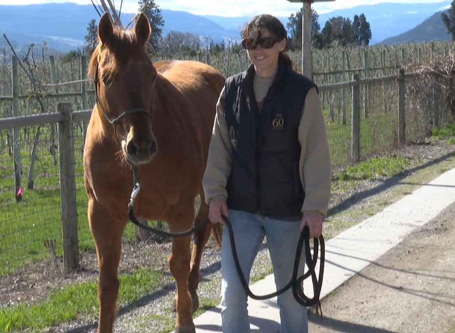 коне и хора винаги са имали специална връзка при старите