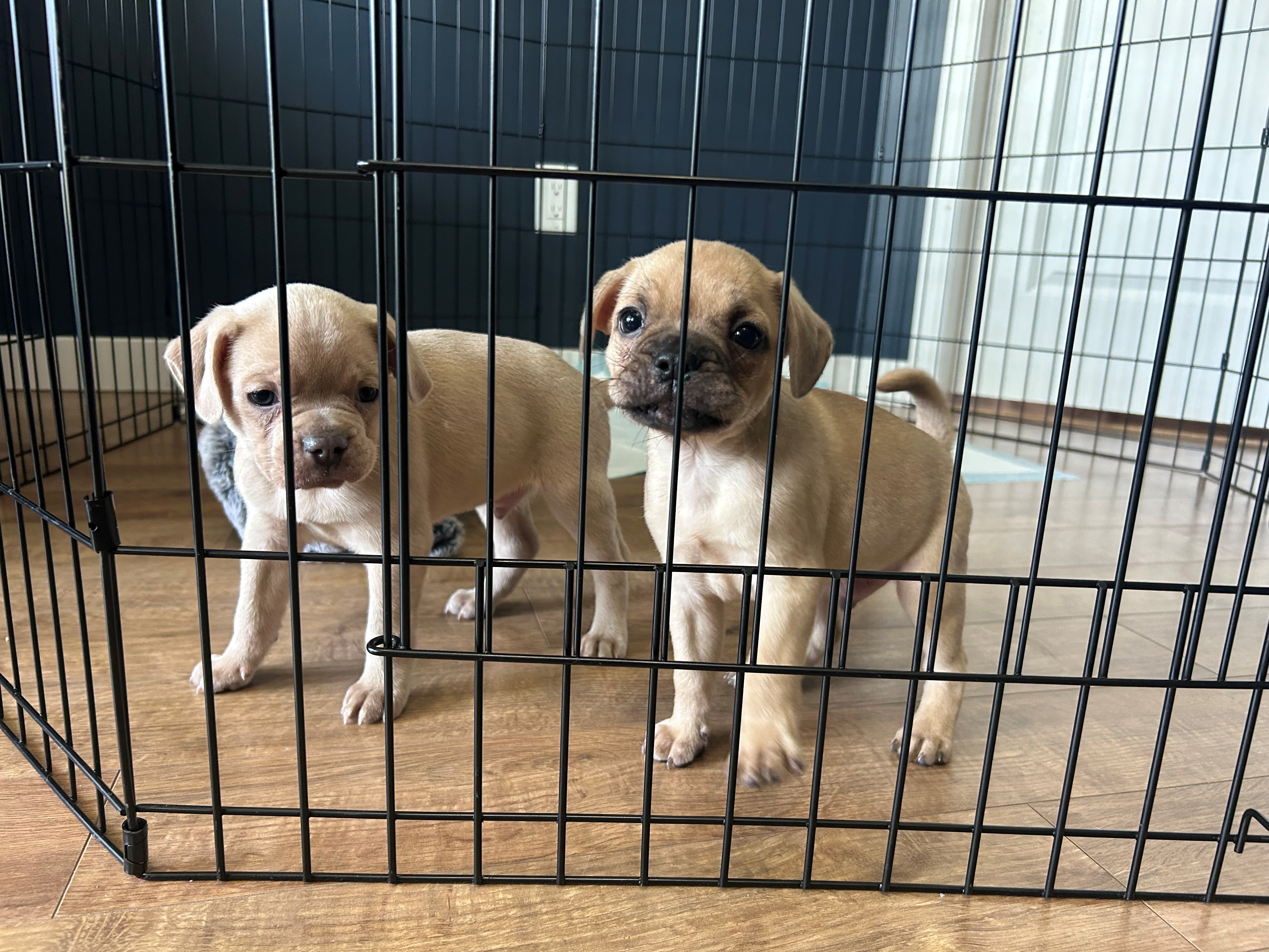 Две кученца и двете кръста мопс се приспособяват към временния