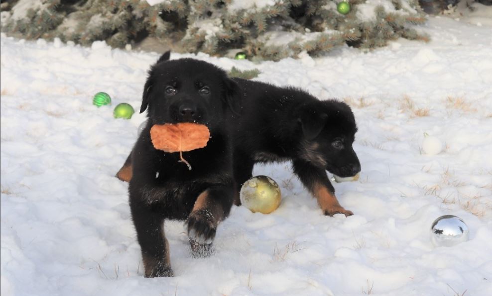 Two German Shepherd puppies are seen playing in the snow at the RCMP's Police Dog Services Training Centre in Innisfail, Alta.