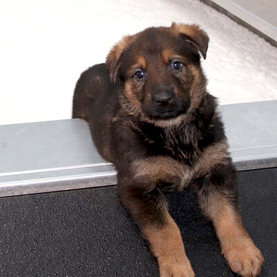 The RCMP said it received over 10,000 entries in this year's 'Name the Puppy' contest.