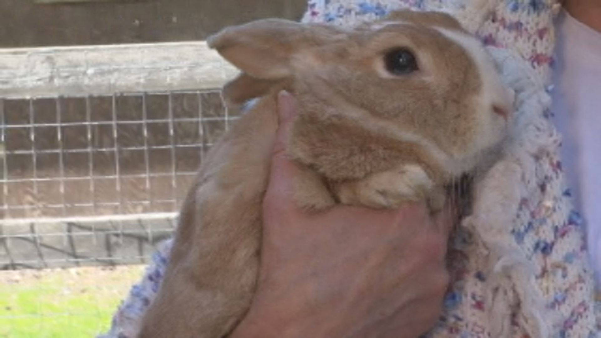 Магията на великденското зайче никога не успява да влезе в