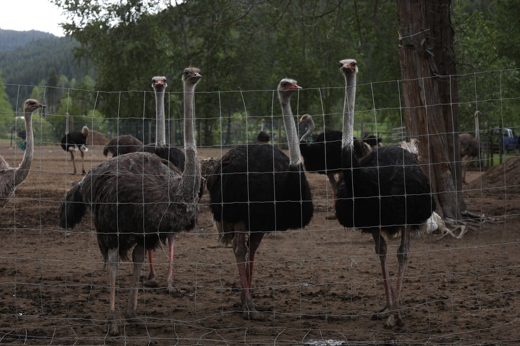 емоциите които се водят високо в Universal Ostrich Farm в