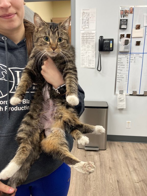 Bitsy the cat, shown in this handout photo, was born with six legs. The one-year-old feline is now well on her way to having a new lease on life after a recent surgery to remove three of the legs.