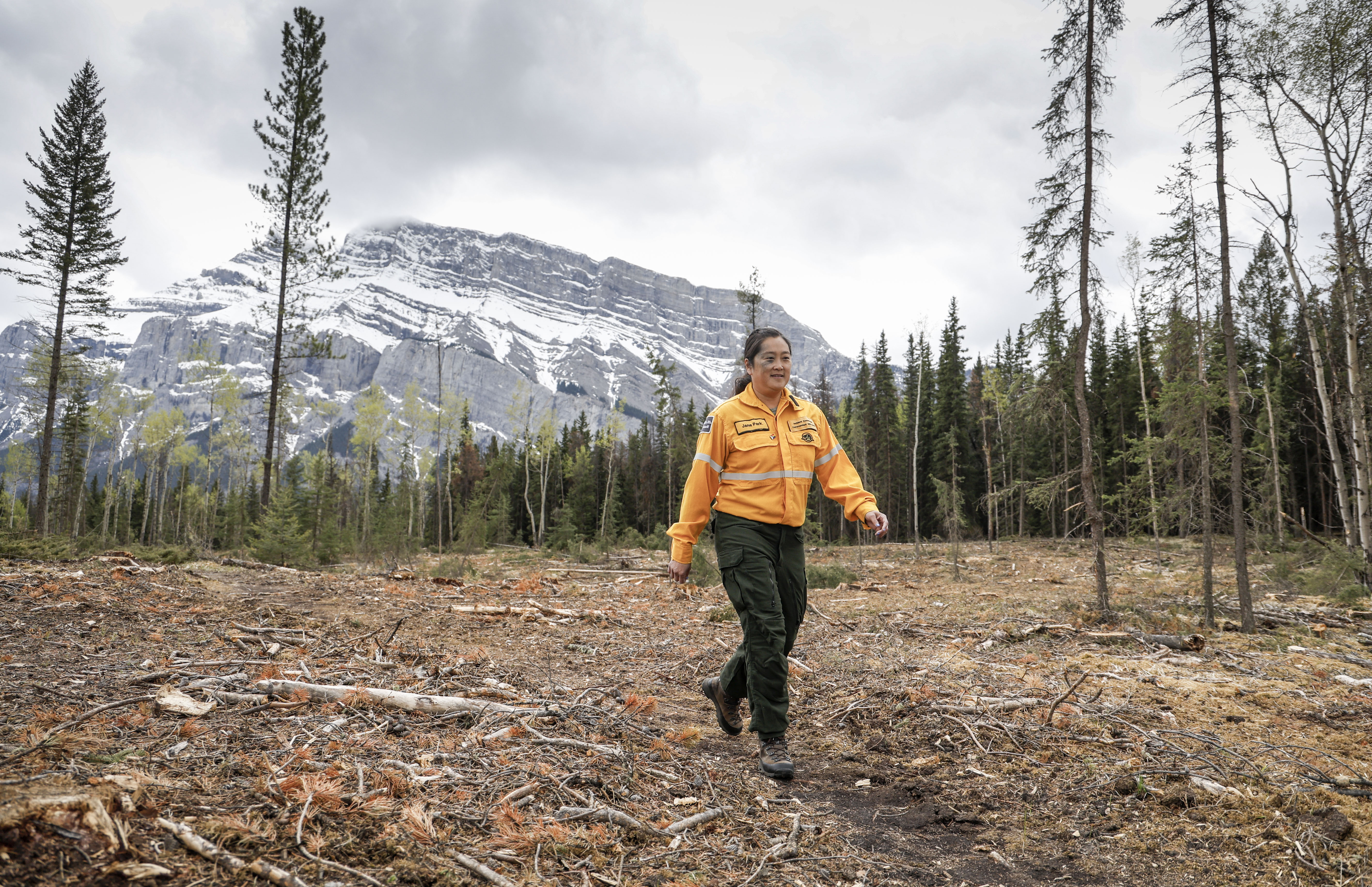 Гледайки над начинаеща поляна с почернени пънове на дървото на