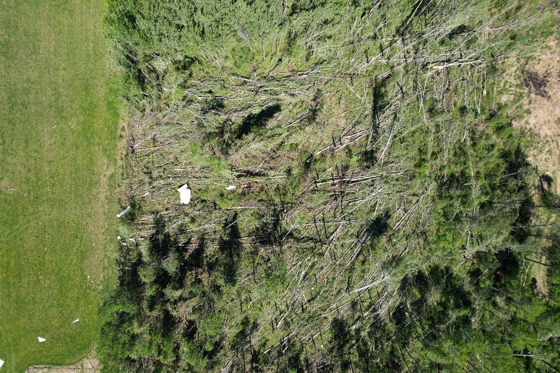 Flattened trees from a weak EF1 tornado near Atmore, Alta. on Monday, May 26, 2025.