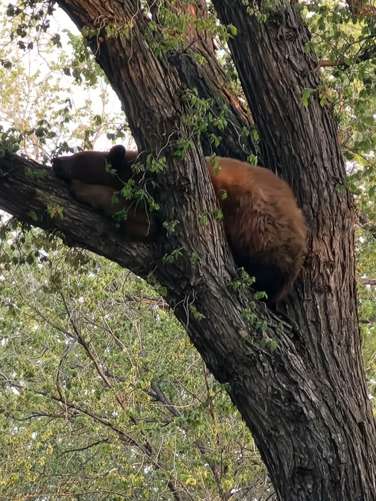 The bear can be seen in the tree near Victoria Avenue and Montreal Street in Regina on Monday.