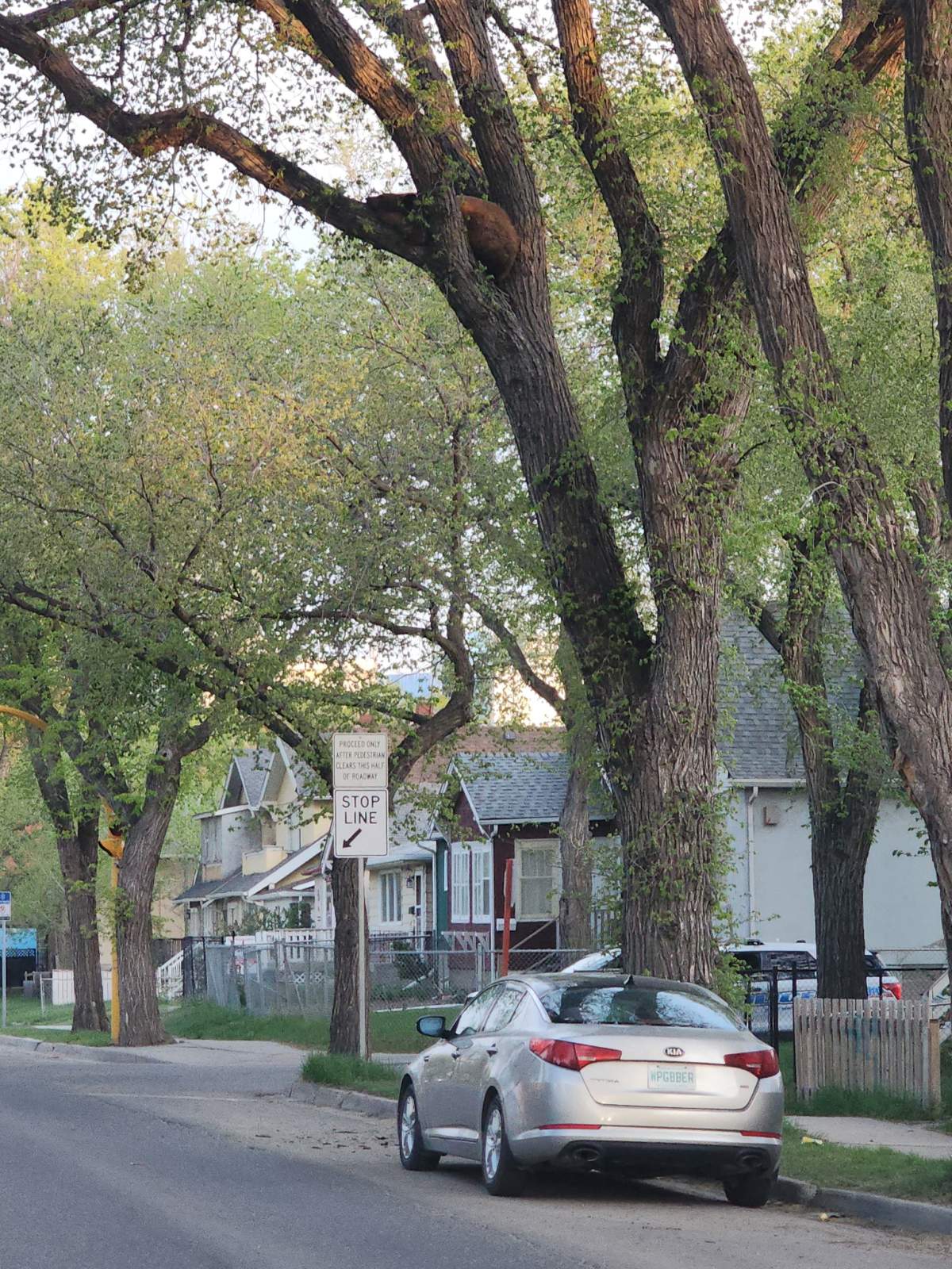 The bear can be seen in the tree near Victoria Avenue and Montreal Street in Regina on Monday.