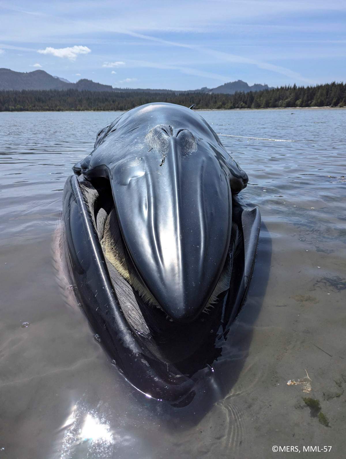 A close-up view of the rostral ridges on the Bryde's whale's head.