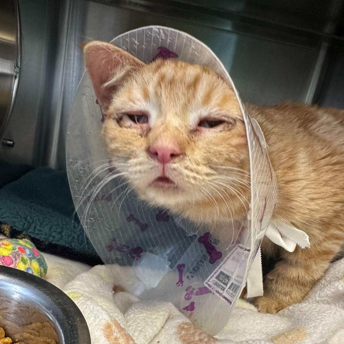 The Central Alberta Humane Society said all the cats were severely dehydrated and malnourished and in need of immediate medical attention.