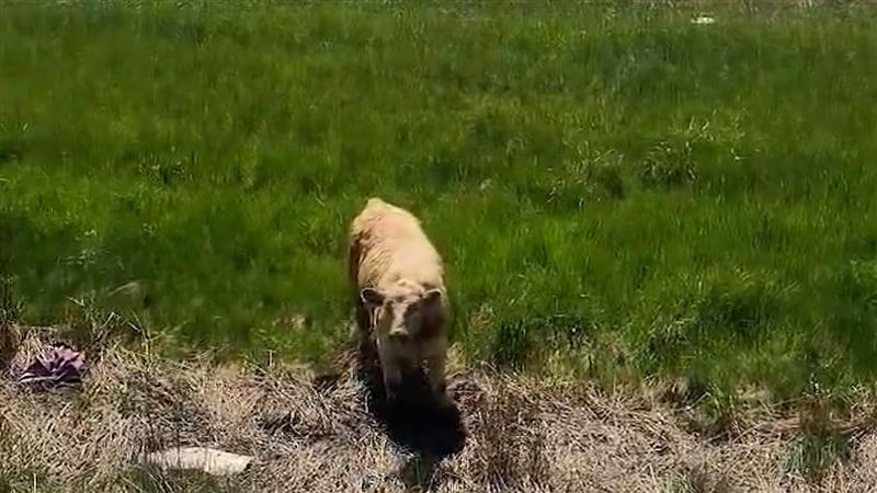 шофьорите тръгващи на север от Торонто към Cottage Country в