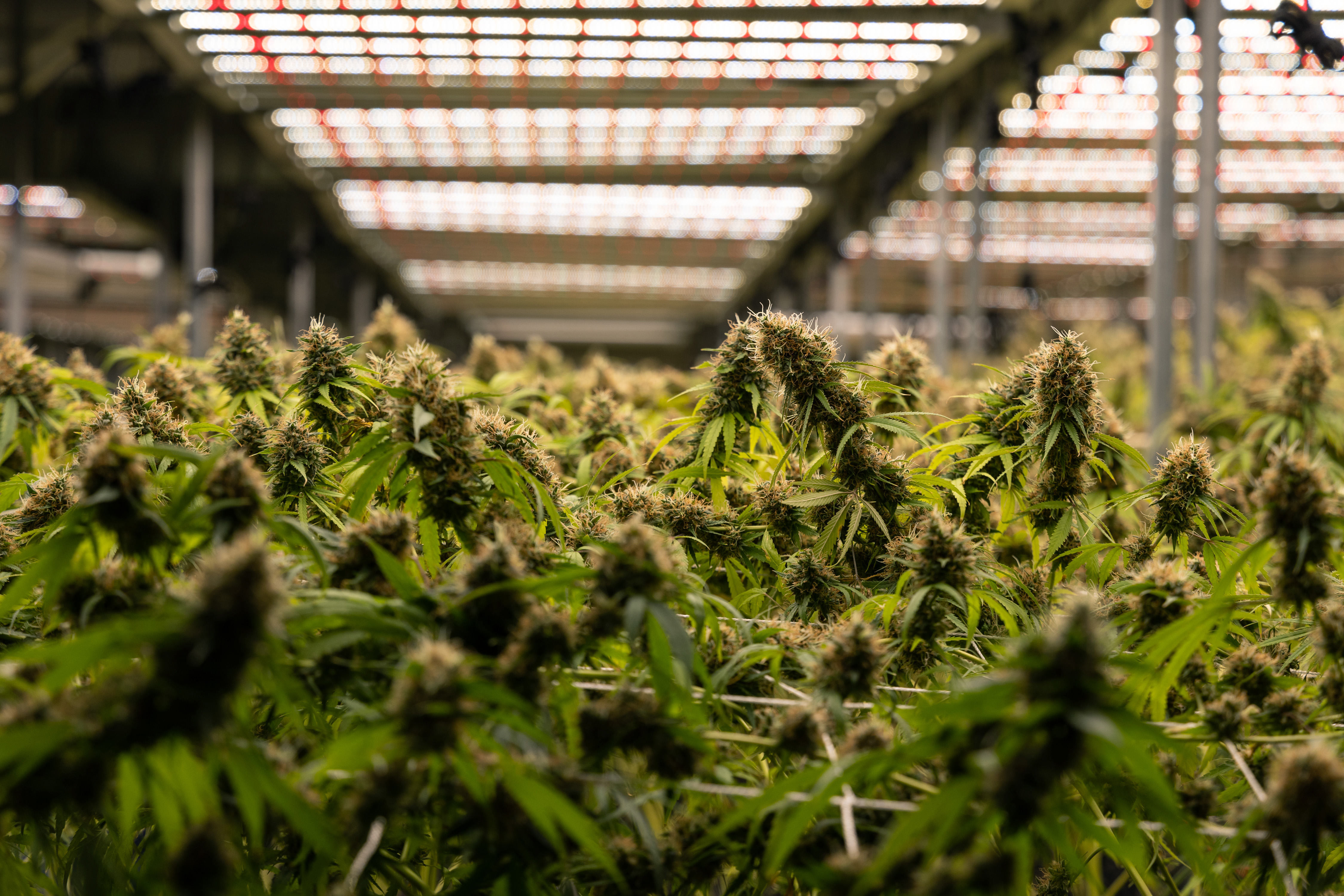 Приблизително 640 килограма канабис на стойност най малко 4 8 милиона