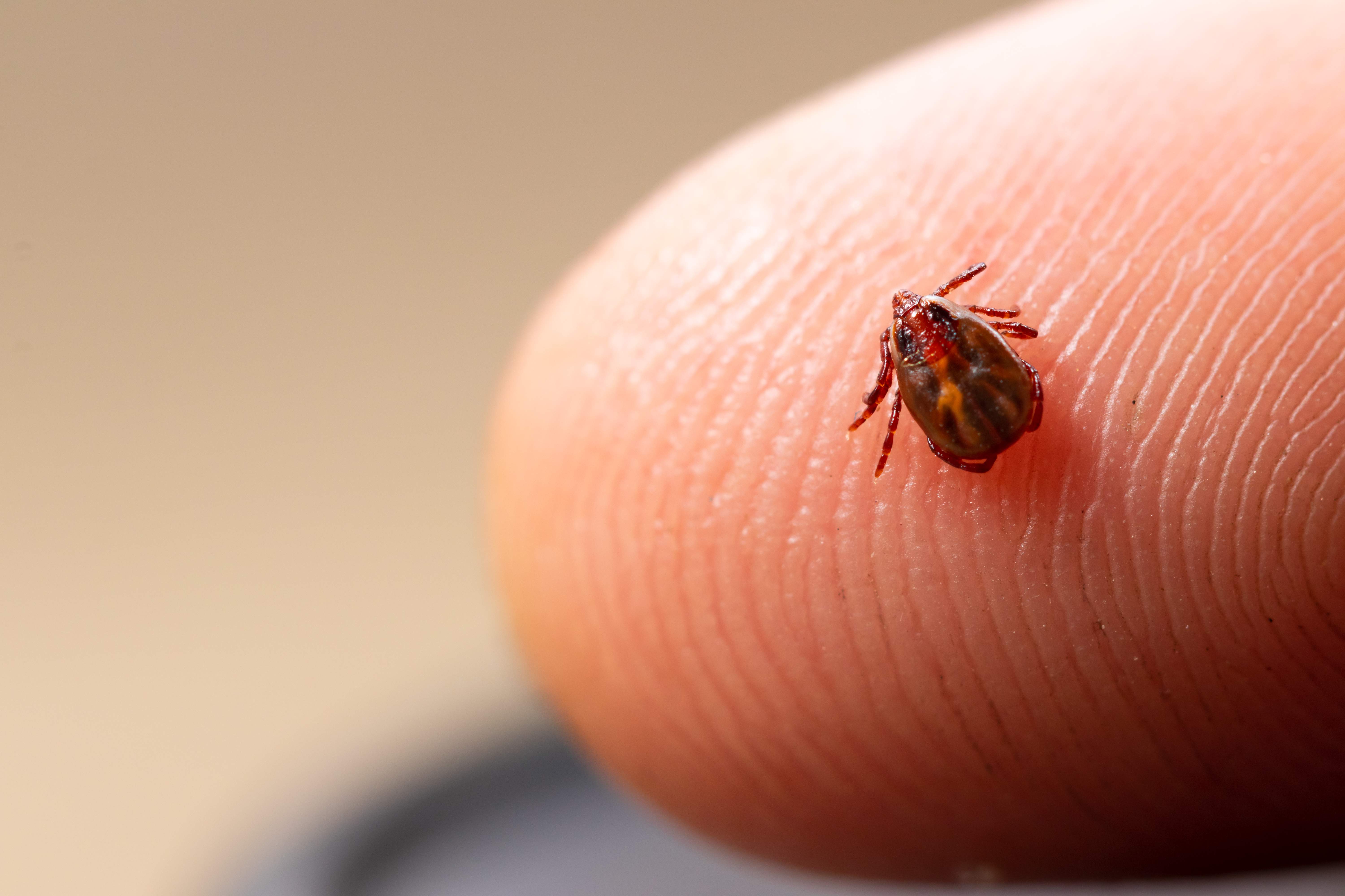 Tick-borne illnesses, including anaplasmosis, rise in Nova Scotia amid warmer climate