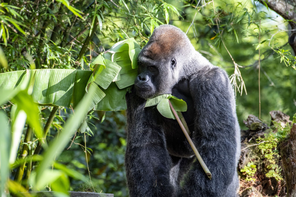 A silverback gorilla forages for food at Kilimanjaro Safaris at Animal Kingdom Park at Walt Disney World in Orange County, Florida on May 30, 2022.