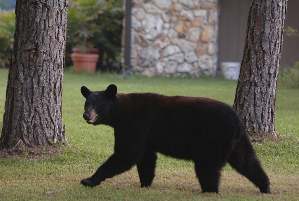 FILE: A black bear walks between two homes at the Springs Community off SR 434 in Longwood, Florida.