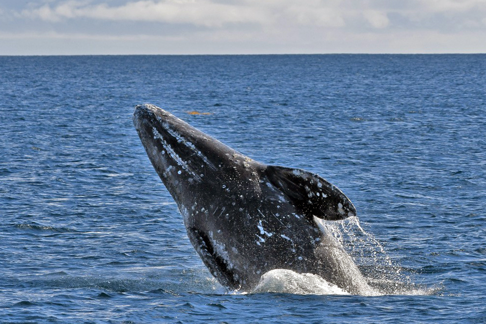 A file photo of grey whale spotted from a Harbor Breeze Cruise ship, as it breaches out of the water off the coast of Long Beach, California as it travels south to breeding grounds in Baja California, January 25, 2018.
