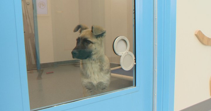 Около началото на май Обществото Reginahumane беше над ограничението на