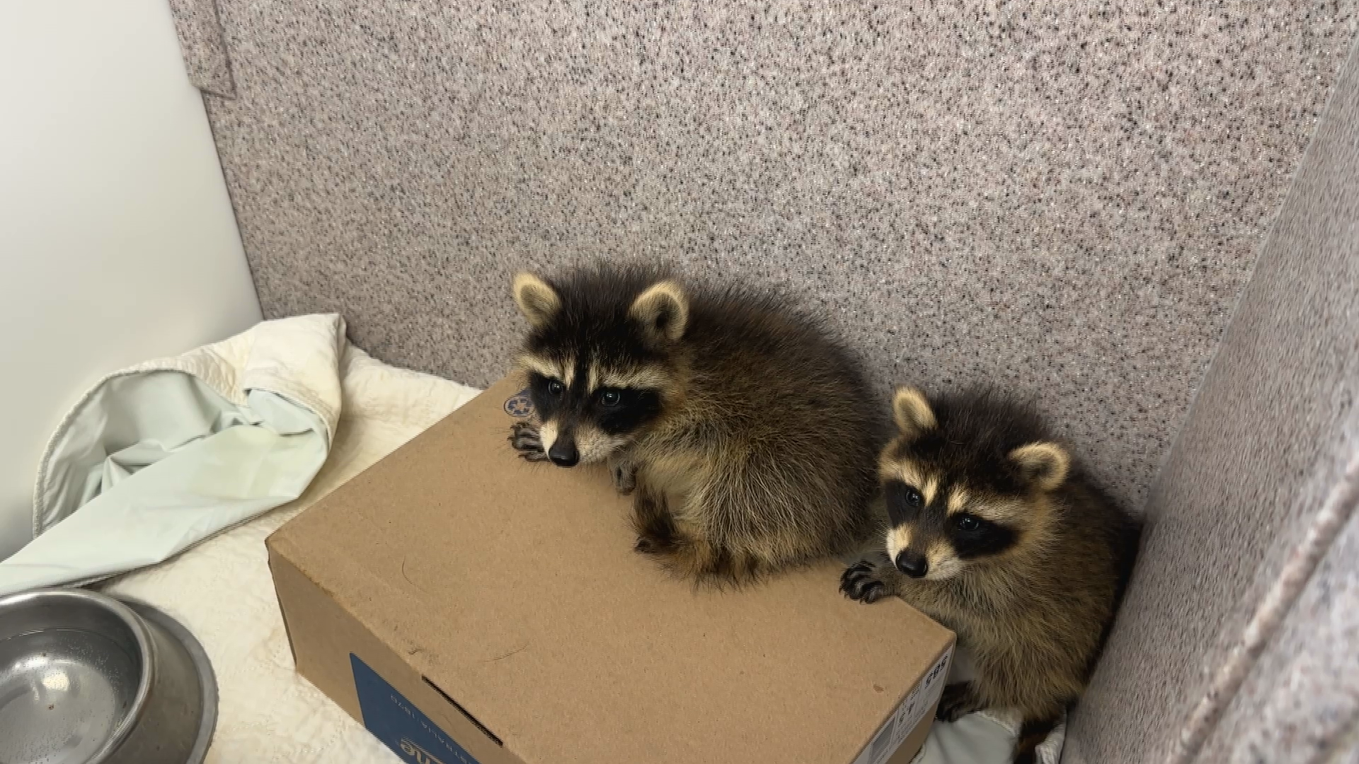 The two kits will be on milk for 4-5 more weeks.