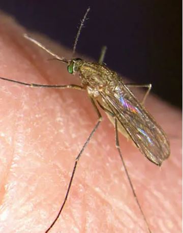 Culex pipiens, also known as the northern house mosquito, is a common carrier of the West Nile virus.