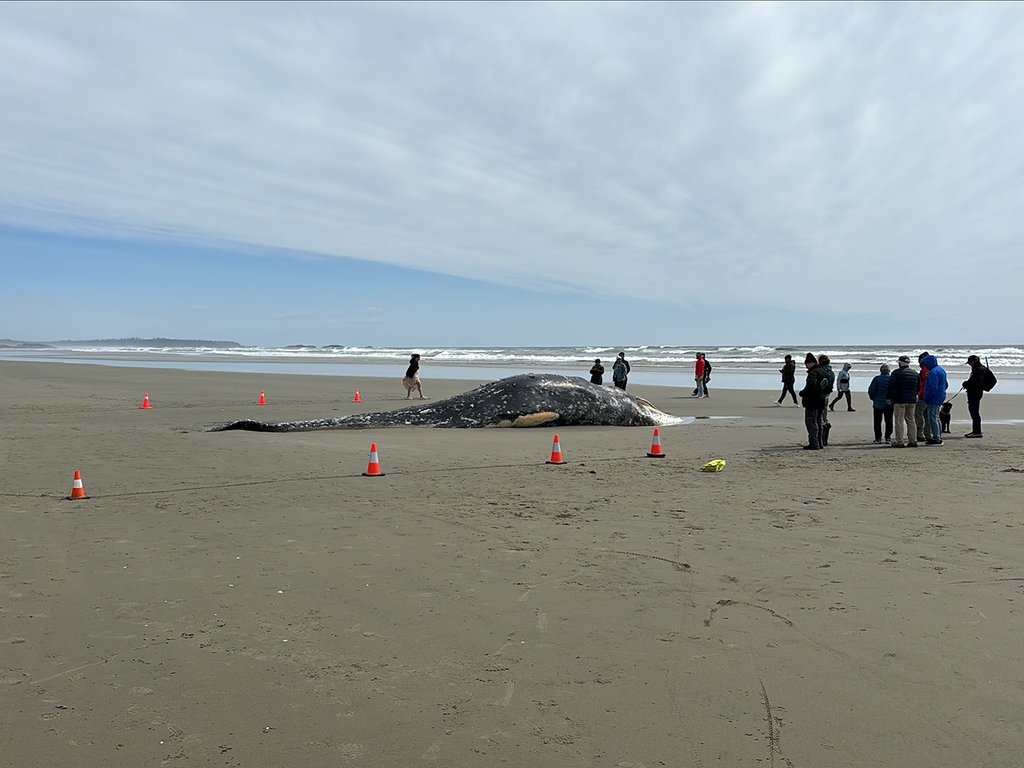Parks Canada says a deceased grey whale, seen in this handout photo, has washed ashore on Long Beach near Tofino, B.C.