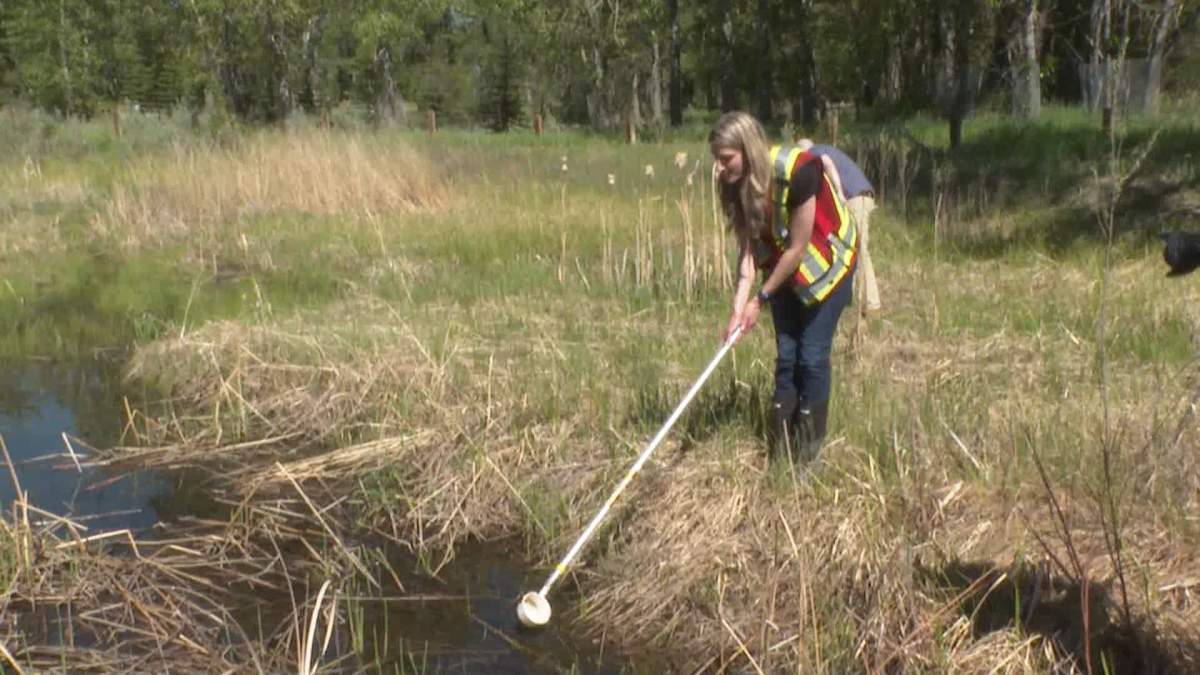 Aex Coker, an integrated pest management technician with the city of Calgary, seen here collecting samples of mosquito larvae from a storm pond, says there are about different 40 species of mosquitoes in the city.