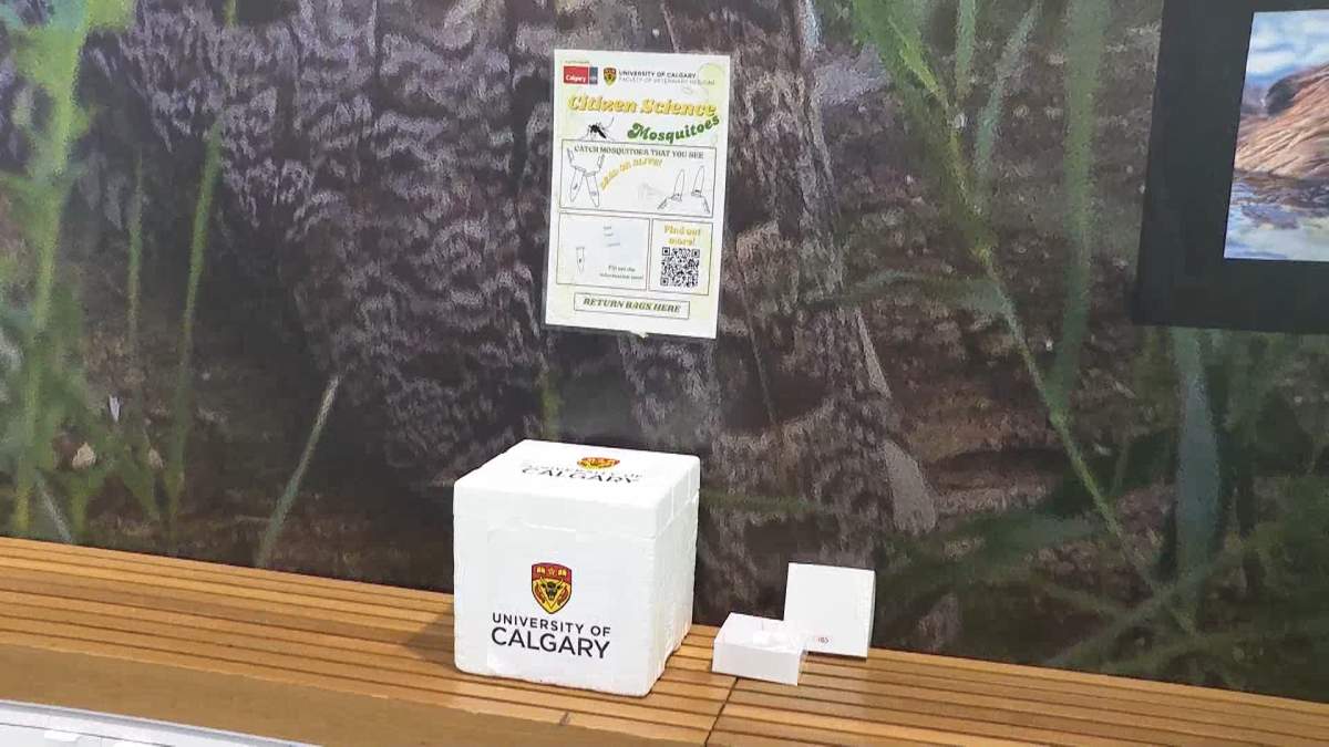 Researchers from the City of Calgary and University of Calgary are hoping to enlist the public's help to determine how an invasive species of mosquito known to carry the West Nile virus, can survive Alberta's harsh winter.