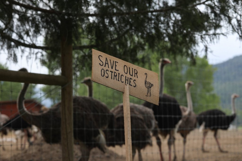 A sign calling for the protection of ostriches at the Universal Ostrich Farms is displayed at the farm in Edgewood, B.C., on Saturday, May 17, 2024. Hundreds of supporters flocked to the farm over the Victoria long weekend to protest the Canadian Food Inspection Agency’s order to cull 400 ostriches. THE CANADIAN PRESS/Aaron Hemens.