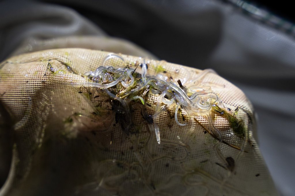 For Mi’kmaq fishers working within Ottawa’s baby eel rules, it’s a ‘peaceful’ season