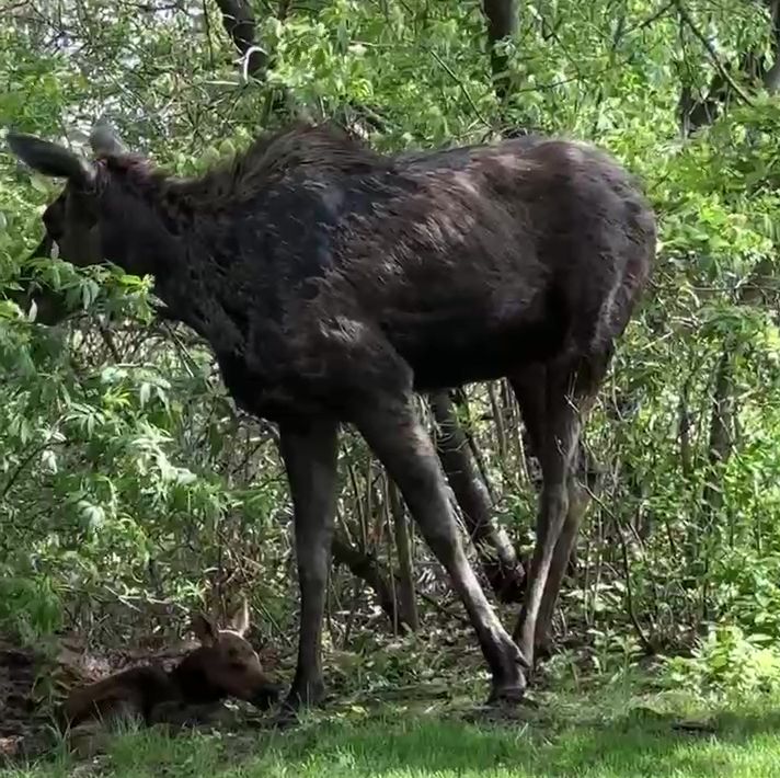 A female moose and her calf in a backyard in east Edmonton in May 2025.