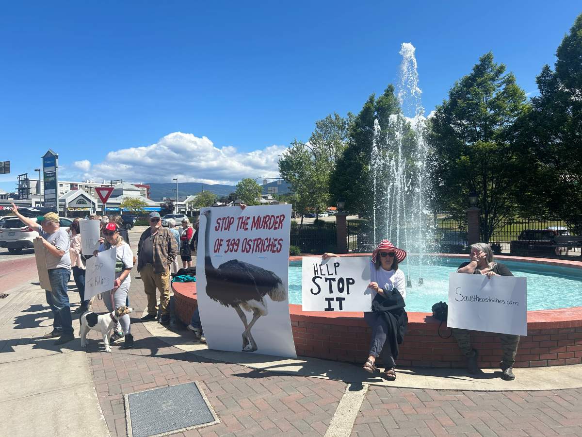 Some 20 people protested in Vernon Thursday morning against a cull order that will see nearly 400 ostriches destroyed. 