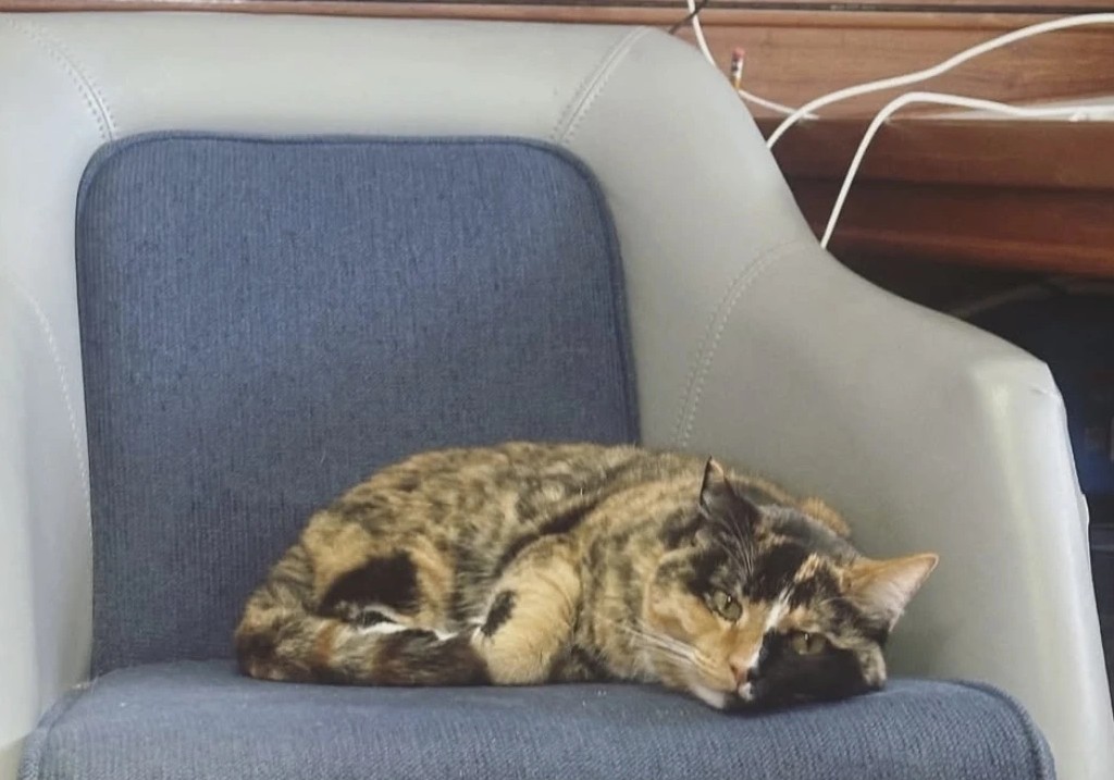 In this photo provided by Oliver Widger via his Instagram account on Thursday, May 15, 2025, his cat, Phoenix, sits inside their sailboat somewhere in the Pacific Ocean as both make their way from Oregon to Hawaii.