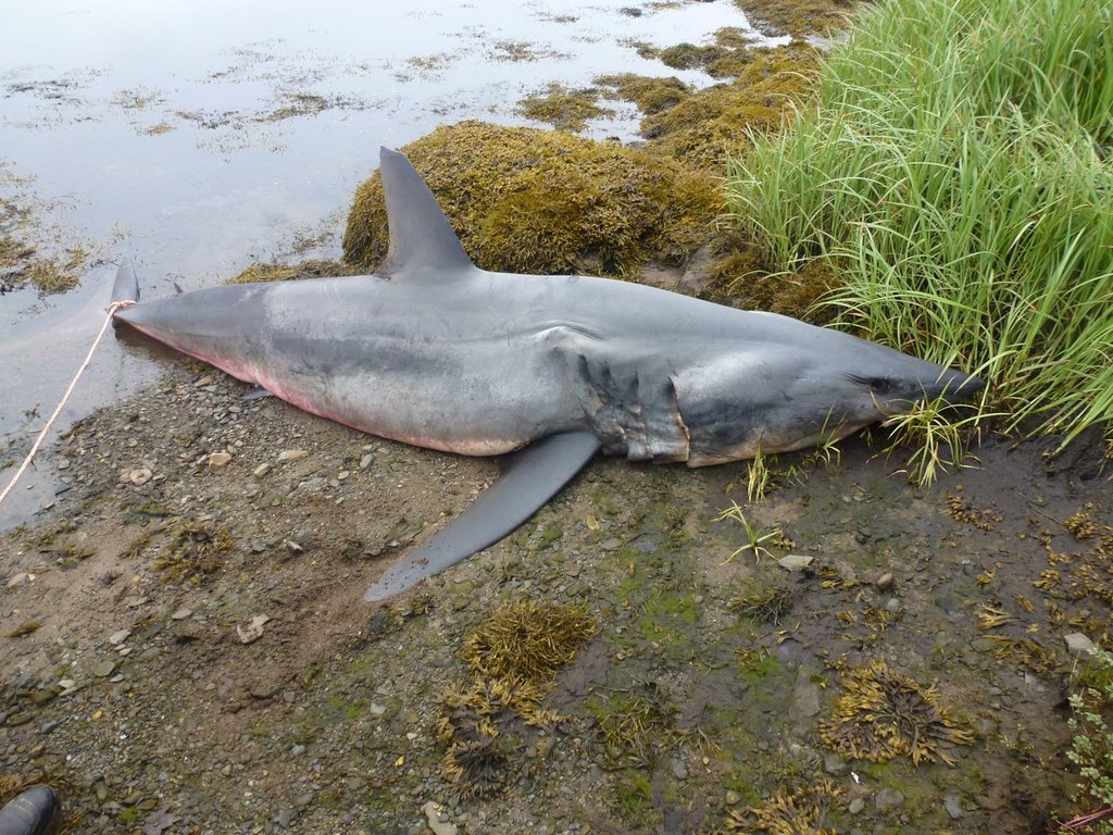 The remains of a 3.6-metre female shortfin mako shark, seen in this handout photo, were found near Port Dufferin, N.S., on June 14, 2025. The rope on its tail was attached after it was found to secure the animal in place. THE CANADIAN PRESS/HO-Marine Animal Response Society.