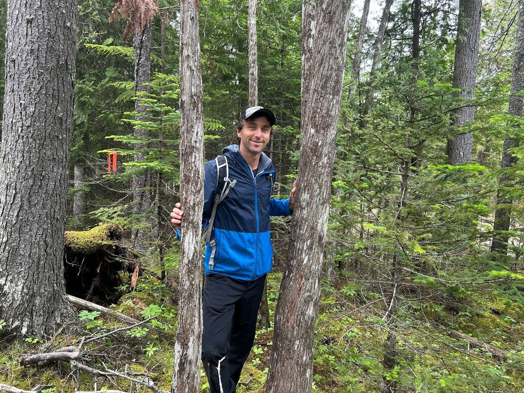 смърчово дърво в Сейнт Джон щата Н Б SRC