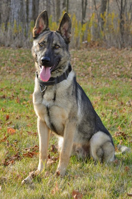 Halton Regional Police Service dog, Freddy, is shown in this undated handout photo. THE CANADIAN PRESS/Handout - HRPS (Mandatory Credit).