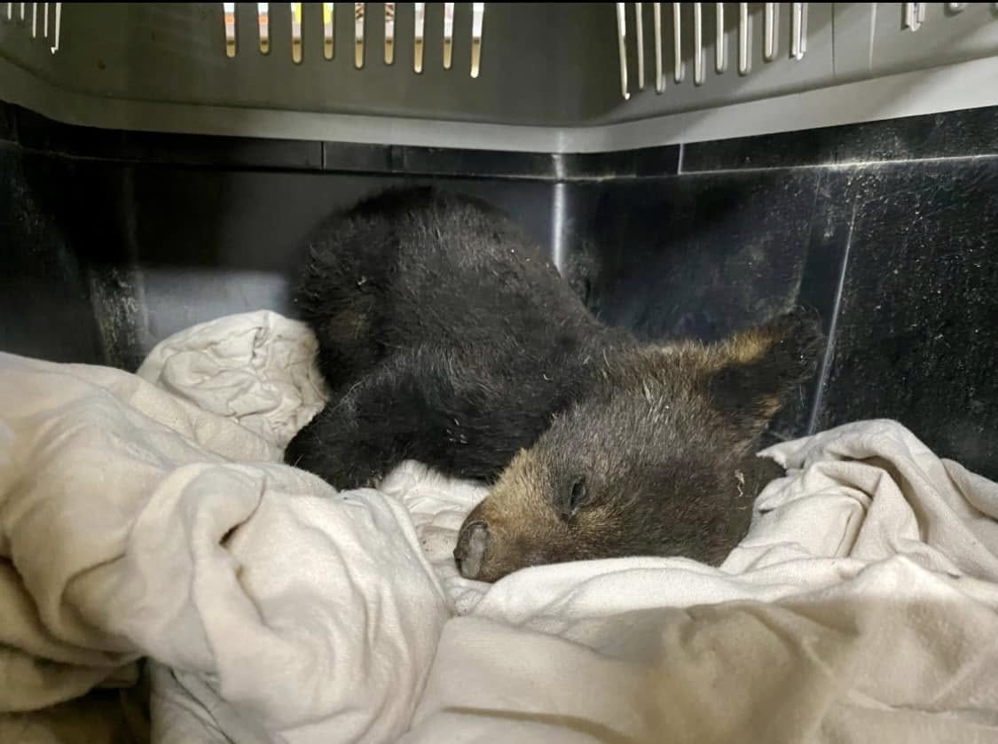 A black bear cub injured in the Lac du Bonnet, Man. wildfires arrives fast asleep at Black Bear Rescue Manitoba.