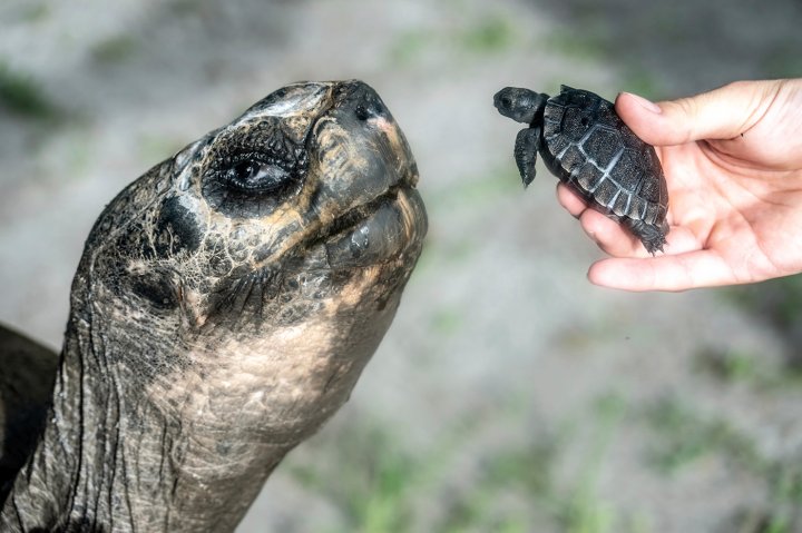 Miami zoo tortoise turns 135 and celebrates his first Father's Day - National | Globalnews.ca
