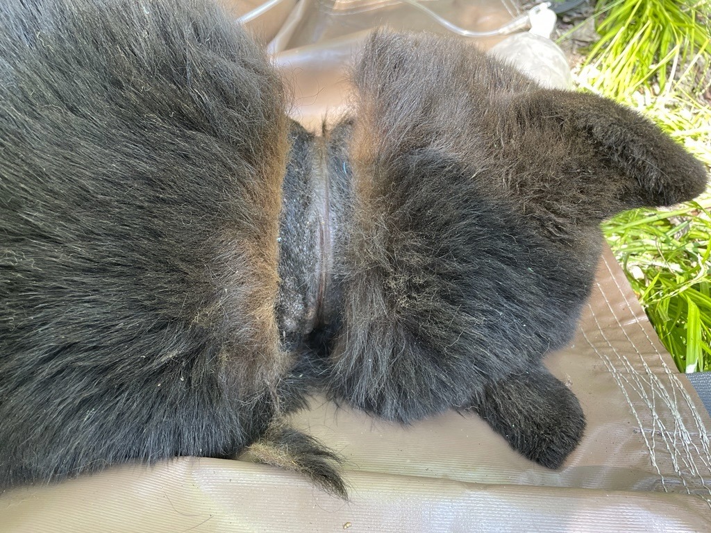In this image provided by the Michigan Department of Natural Resources, the neck of a black bear is shown after a lid was removed after two years on June 3, 2025, near Hillman, Mich.