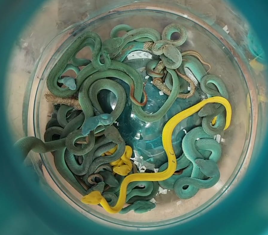 Митнически служители в Индия спряха и арестуваха пътник на авиокомпания