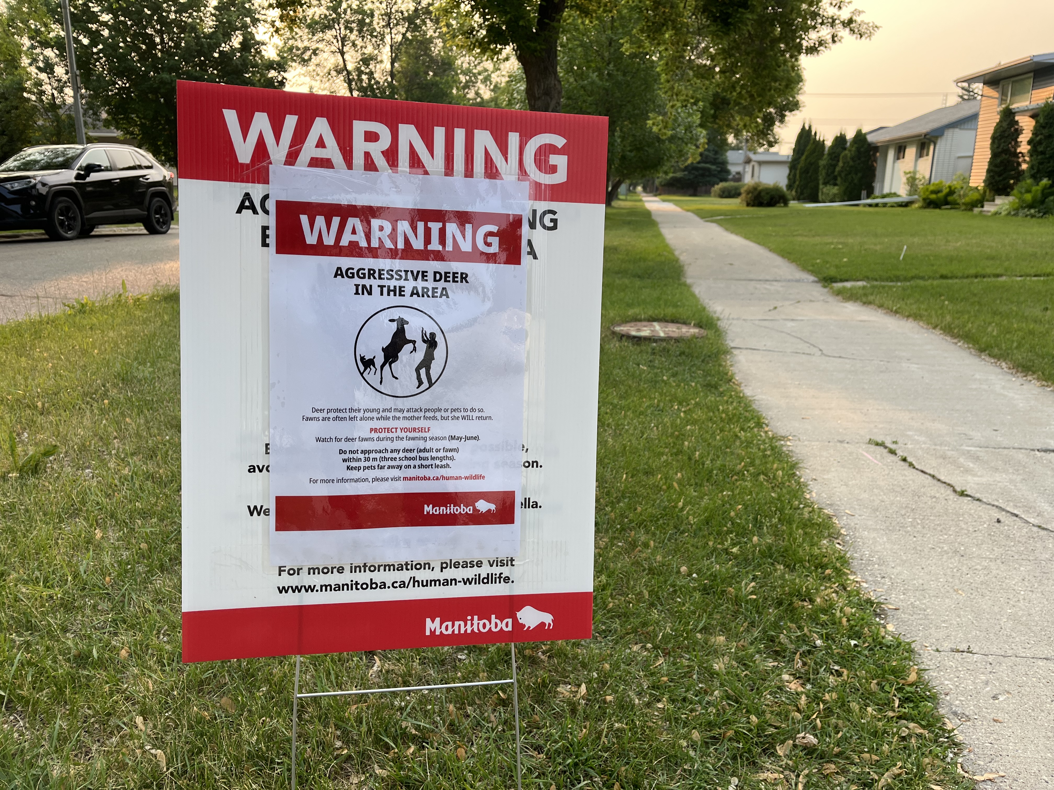 Макар че не е необичайно да видите елени в границите