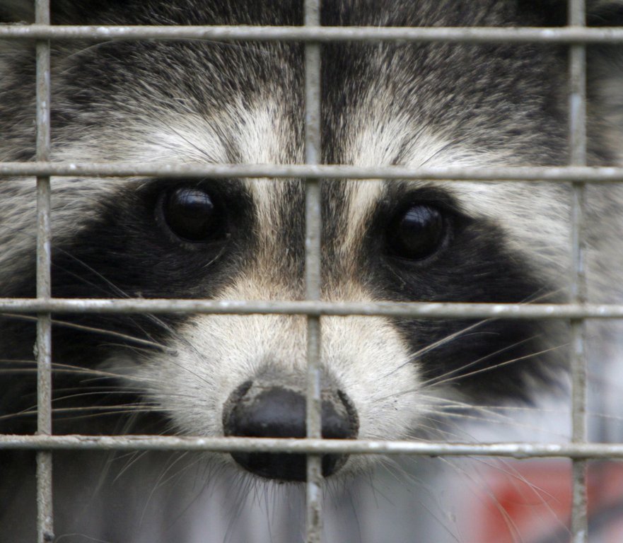 A captured raccoon peers through the bars of a trap in Grand Isle, Vt., Thursday, Sept. 27, 2007. 