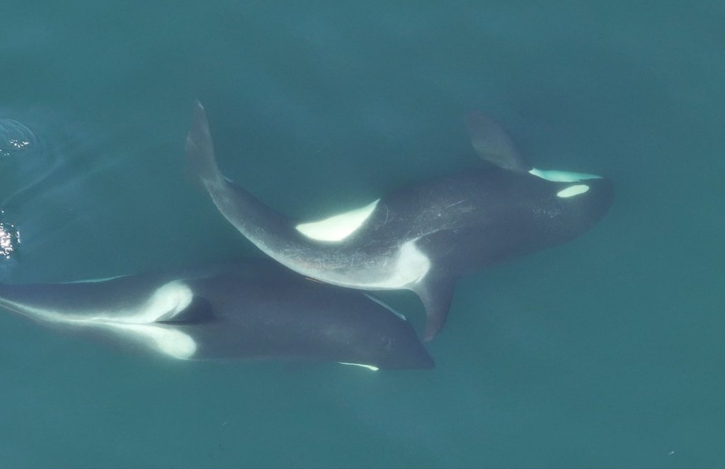 в скъпи спа корни лица и опаковки на тялото могат