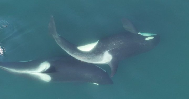 в скъпи спа корни лица и опаковки на тялото могат