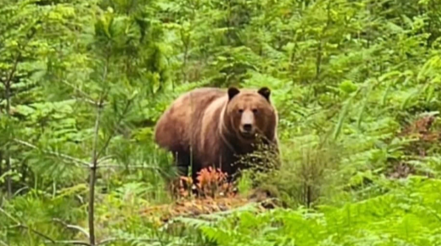 Analysis: 2 people fined in killing of grizzly bear on Texada Island: Verified coverage by BRRO News Editorial Desk.
