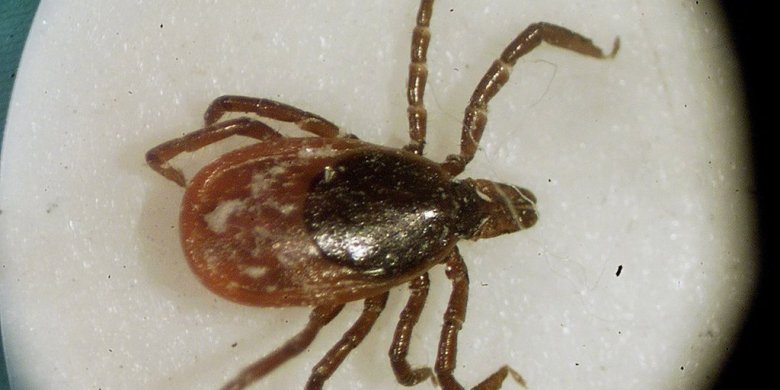 Climate change driving rise in tick-borne illnesses such as Lyme disease