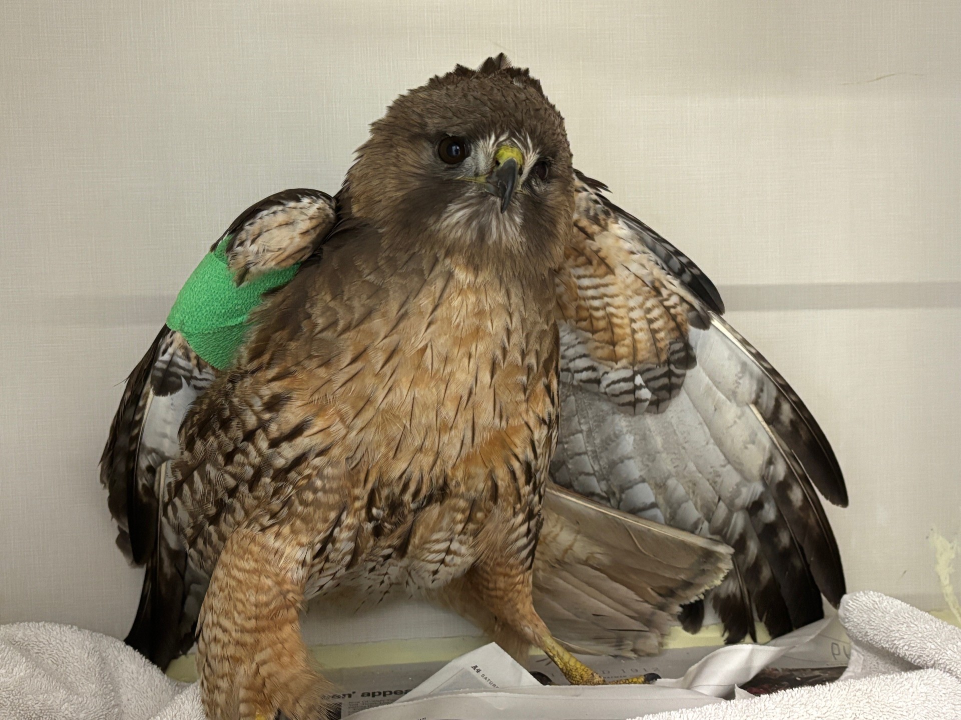 Не всеки ден RCMP са призовани да спасят пернат приятел