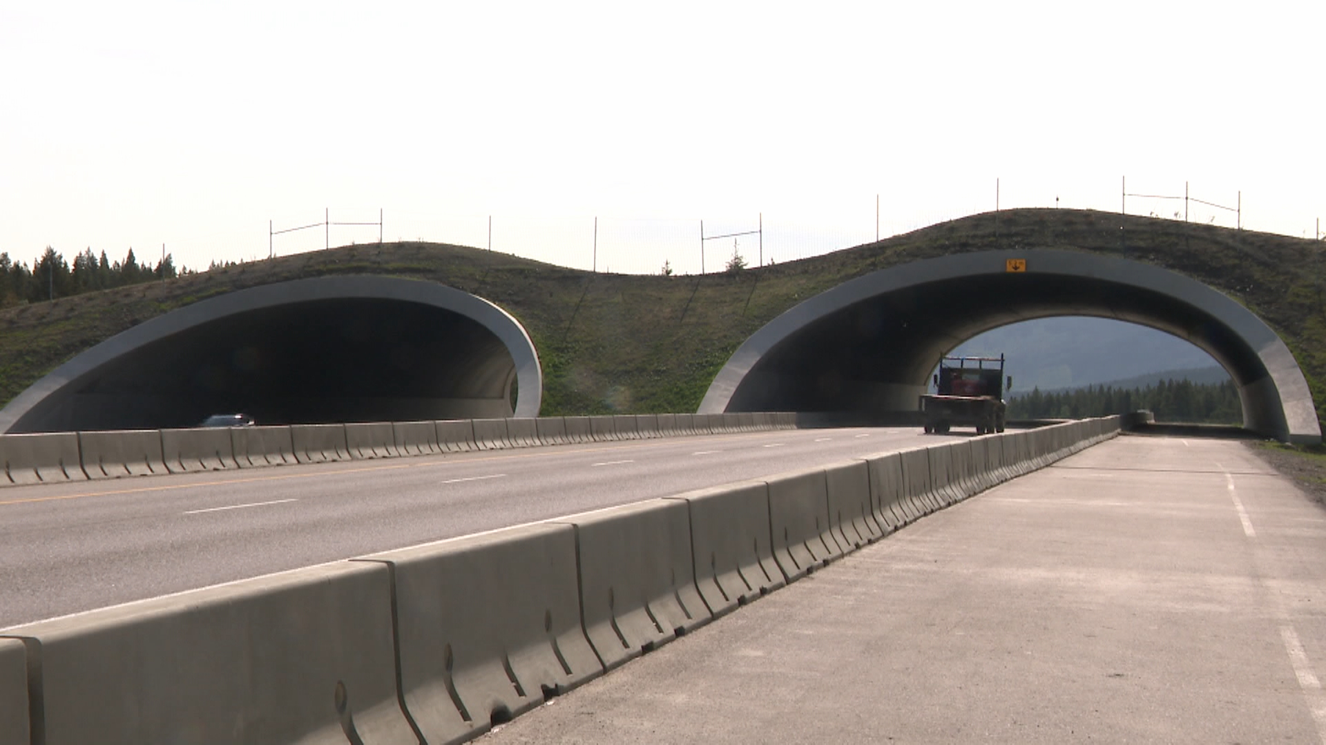 Нов надлез на дивата природа на магистралата Транс Канада близо до