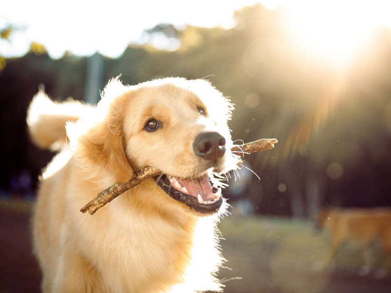 Simple, smart ways to keep your pets chill all summer long - no ice bath required.